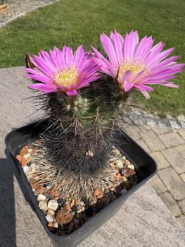 Echinocereus roemeri